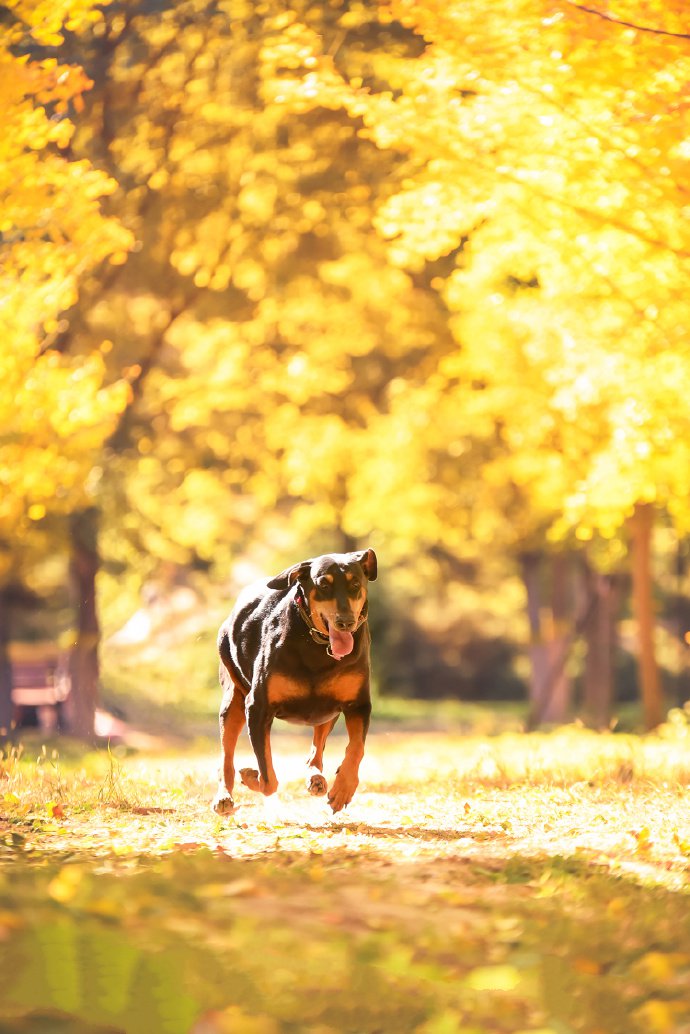 点击大图看下一张：秋天里的杜宾犬唯美摄影图片