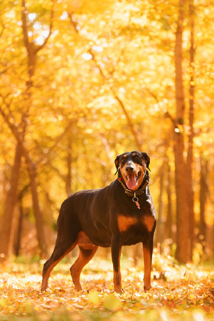 点击大图看下一张：秋天里的杜宾犬唯美摄影图片