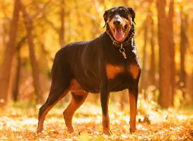 秋天里的杜宾犬唯美摄影图片