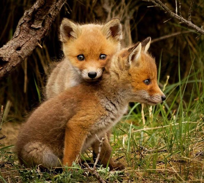 点击大图看下一张：一组萌萌奶奶的小狐狸图片