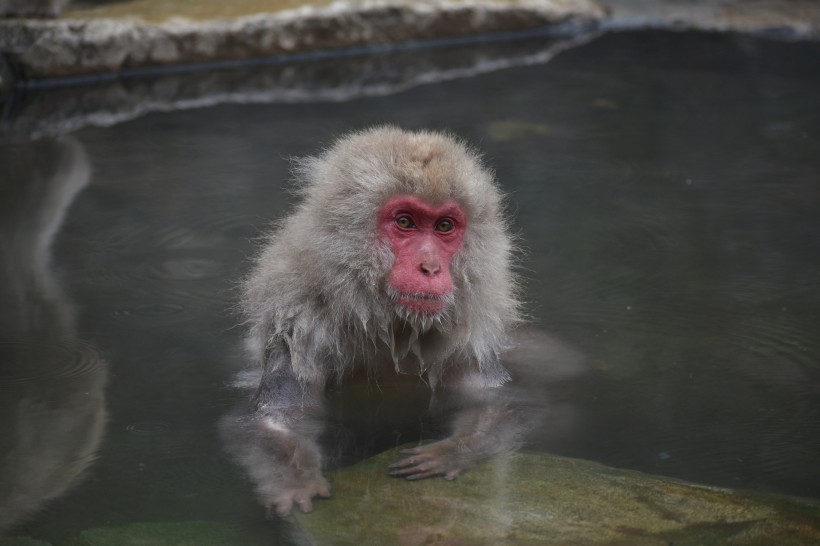 点击大图看下一张：在温泉嬉戏的猕猴图片