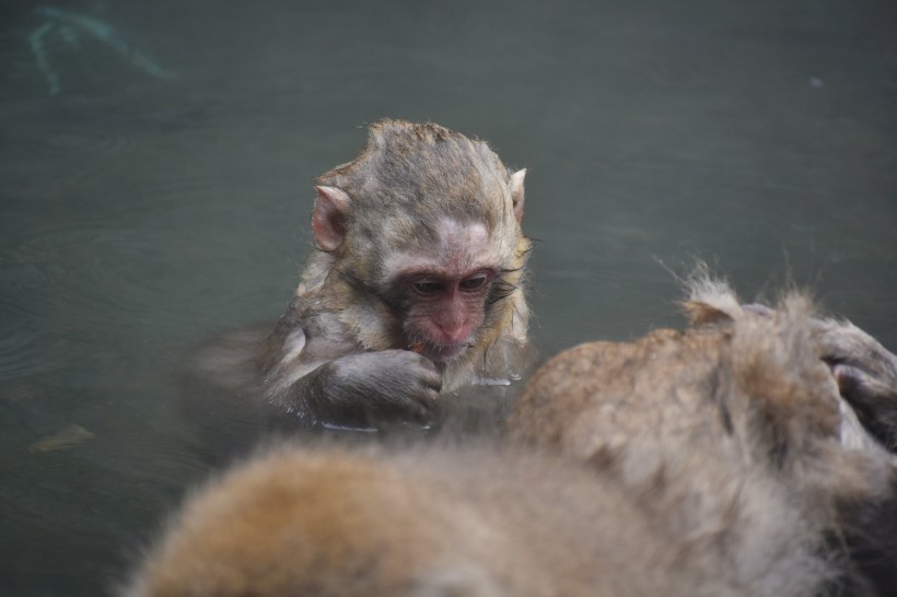 点击大图看下一张：在温泉嬉戏的猕猴图片