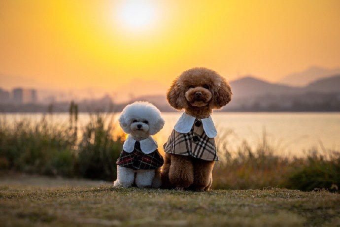 点击大图看下一张：夕阳下的泰迪狗狗