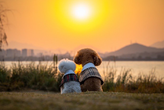 点击大图看下一张：夕阳下的泰迪狗狗