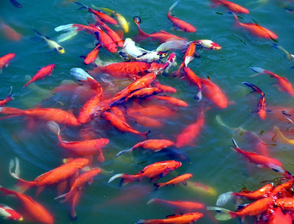 点击大图看下一张：一组耀眼的红色锦鲤图片