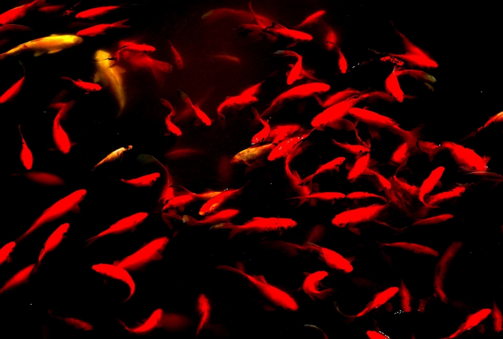 点击大图看下一张：一组耀眼的红色锦鲤图片