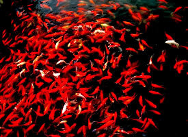 一组耀眼的红色锦鲤图片