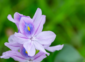 淡紫色清丽的雨久花图片