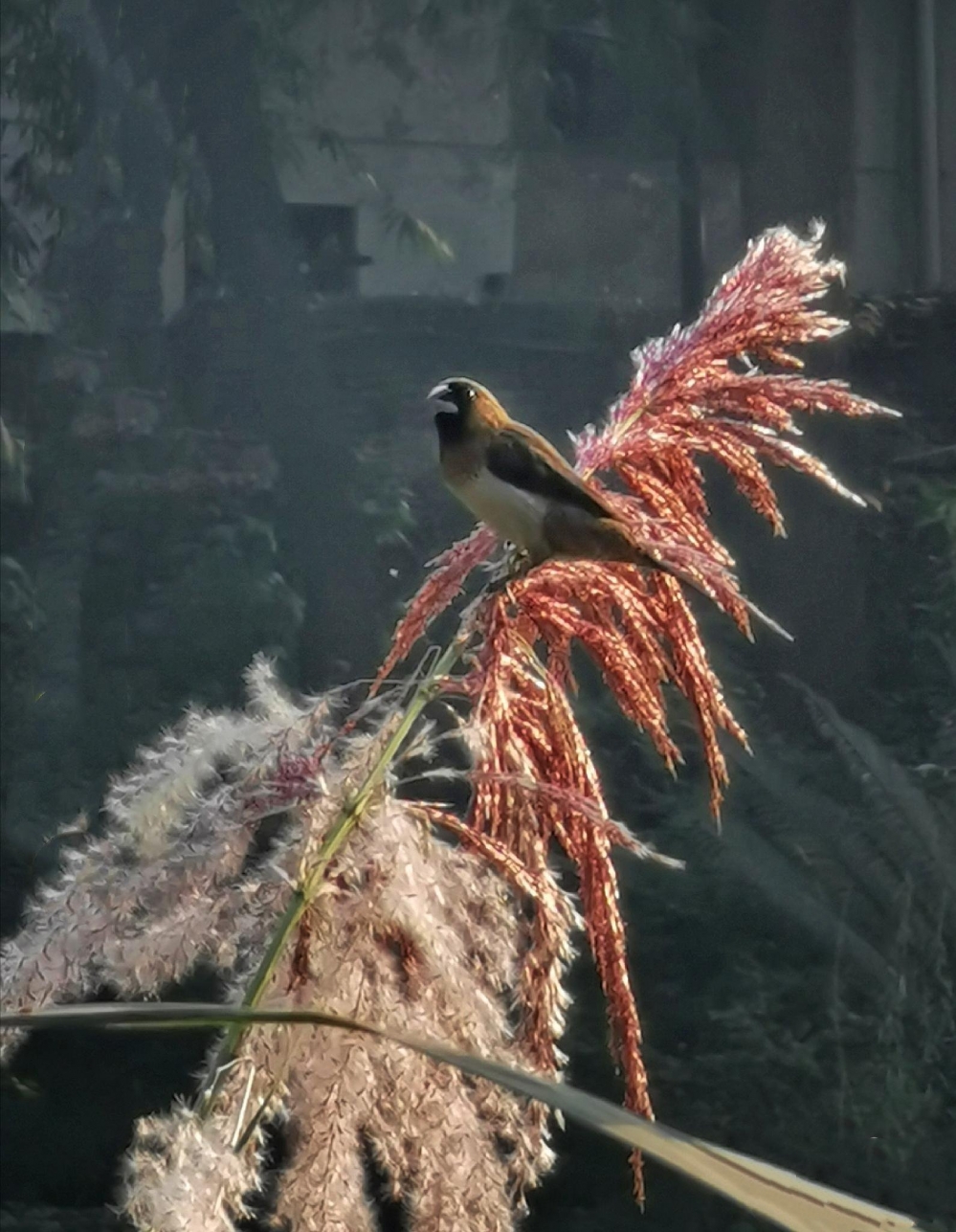 点击大图看下一张：一组芦苇花上的小鸟图片