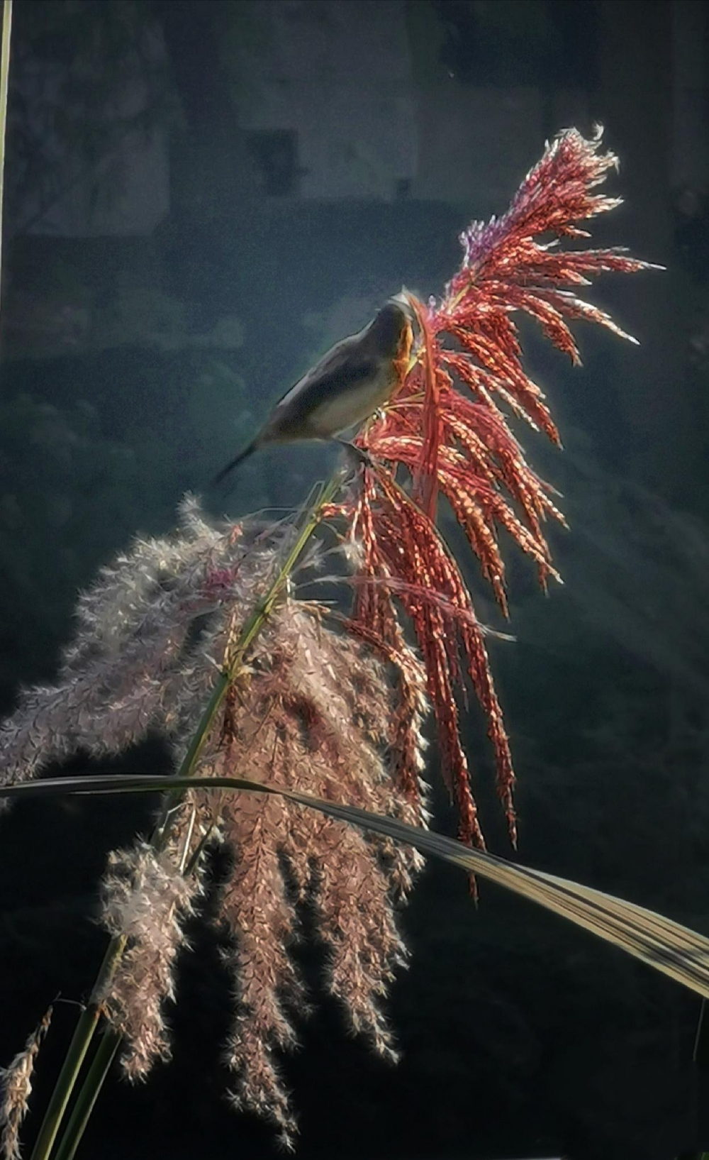 点击大图看下一张：一组芦苇花上的小鸟图片