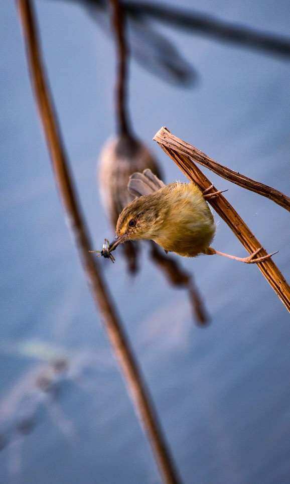 点击大图看下一张：一组池塘枝头上的小鸟图片