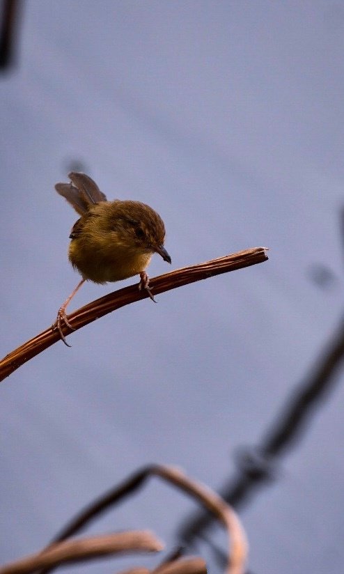 点击大图看下一张：一组池塘枝头上的小鸟图片