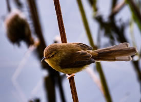一组池塘枝头上的小鸟图片
