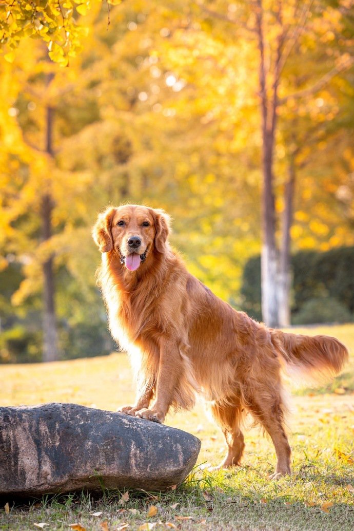 点击大图看下一张：一组乖巧帅气的金毛狗狗图片