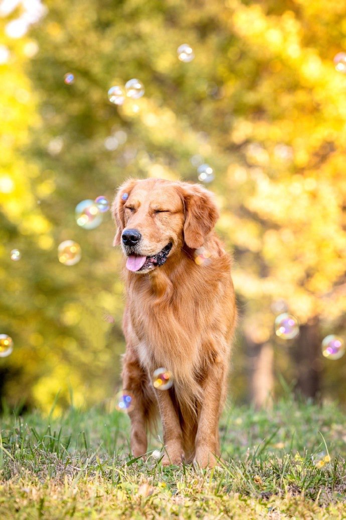 点击大图看下一张：一组乖巧帅气的金毛狗狗图片