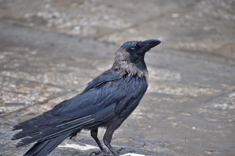 点击大图看下一张：一只漆黑的乌鸦特写图片
