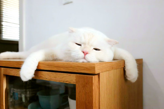 点击大图看下一张：一只懒洋洋的白色猫咪图片