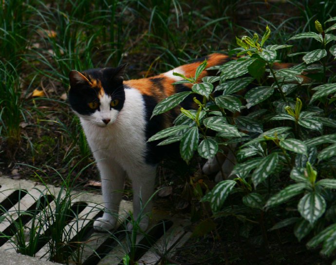 点击大图看下一张：一组野外机警的猫咪图片