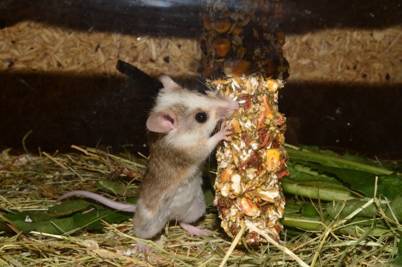 点击大图看下一张：爱吃粮食的老鼠图片
