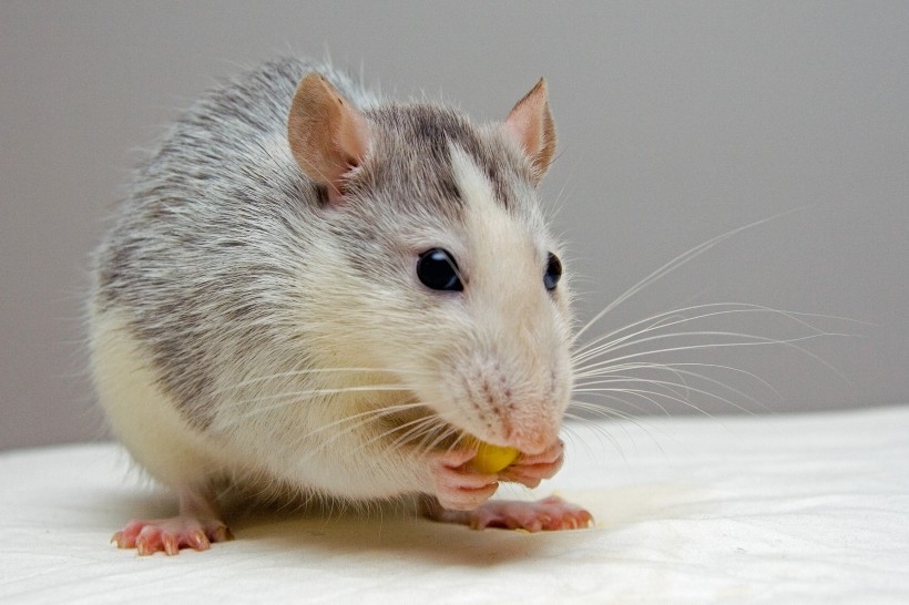 点击大图看下一张：爱吃粮食的老鼠图片