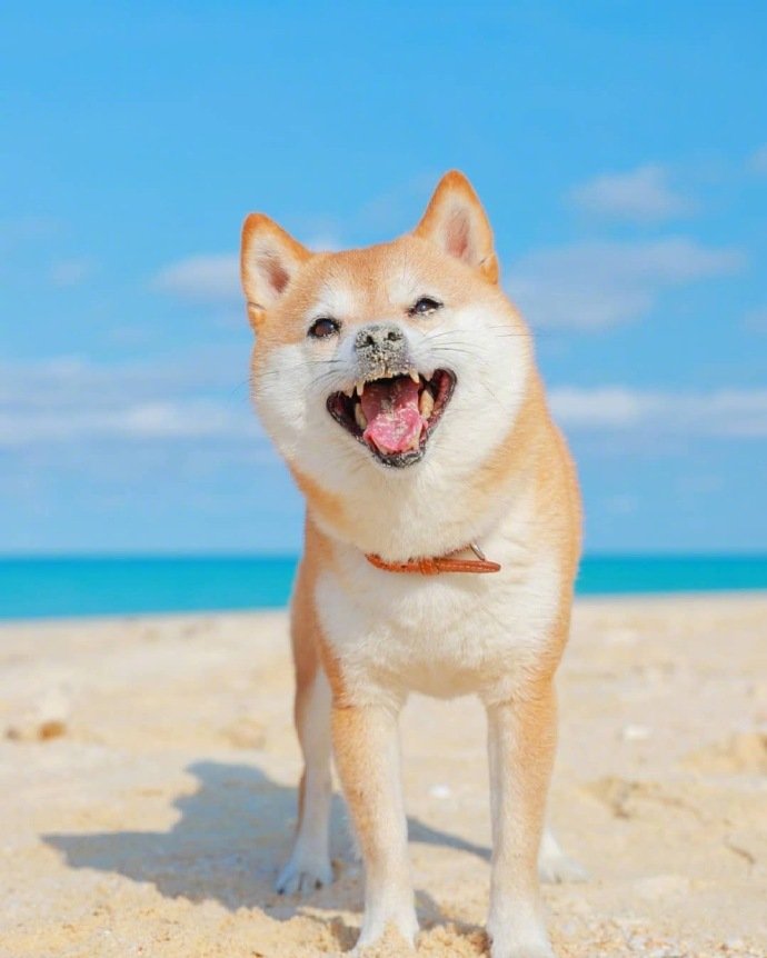 点击大图看下一张：一只笑容治愈的柴犬图片