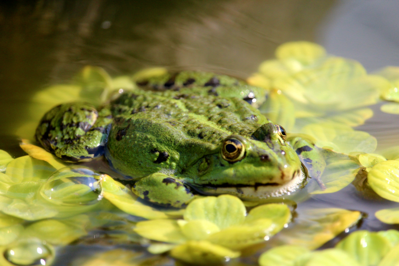 点击大图看下一张：绿色的青蛙图片欣赏