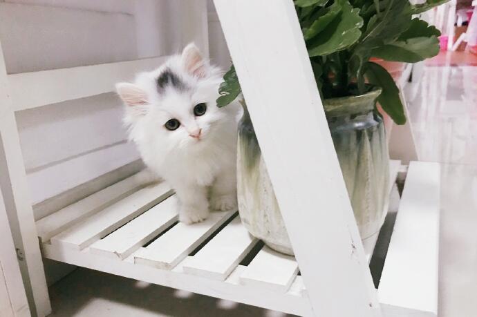 点击大图看下一张：一组可爱的白色小猫图片