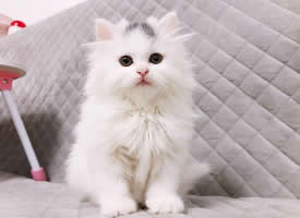 一组可爱的白色小猫图片
