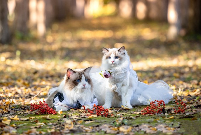 点击大图看下一张：一组幸福甜蜜的布偶猫图片
