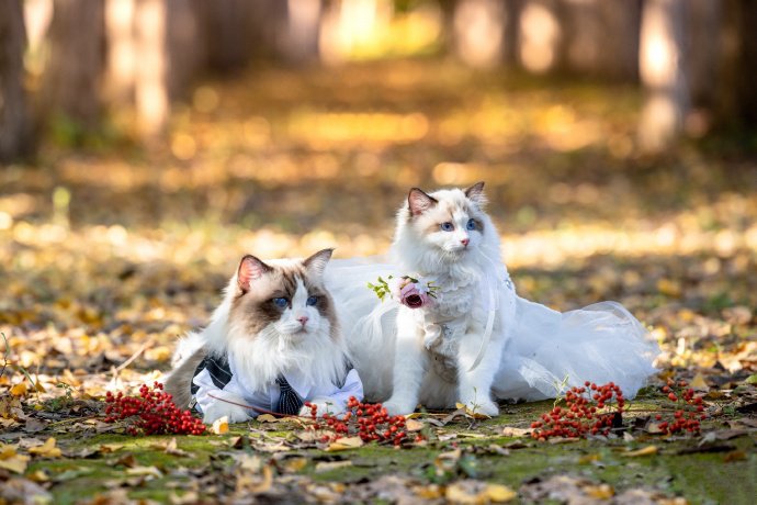 点击大图看下一张：一组幸福甜蜜的布偶猫图片