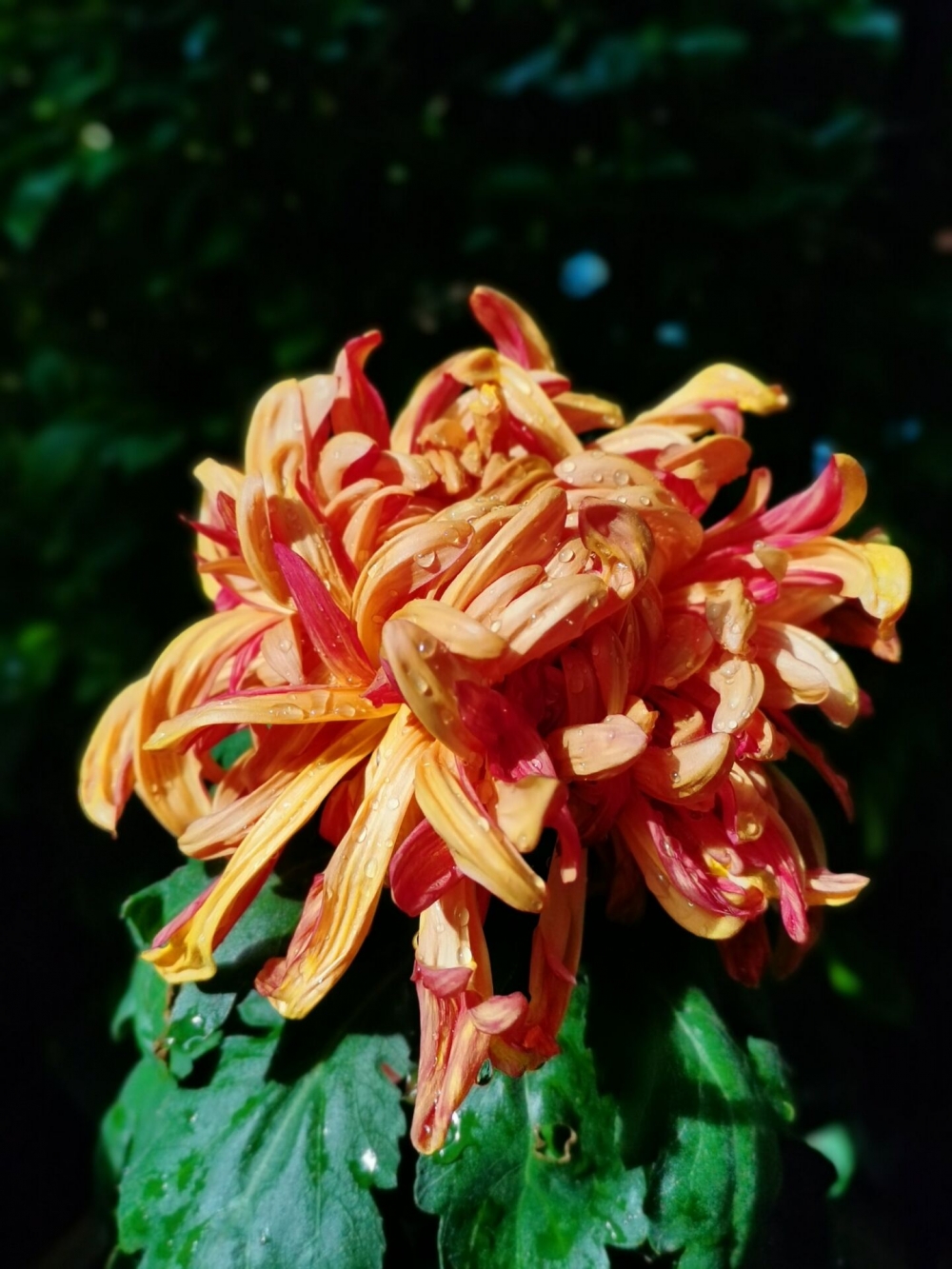 点击大图看下一张：一组傲然盛放的菊花图片
