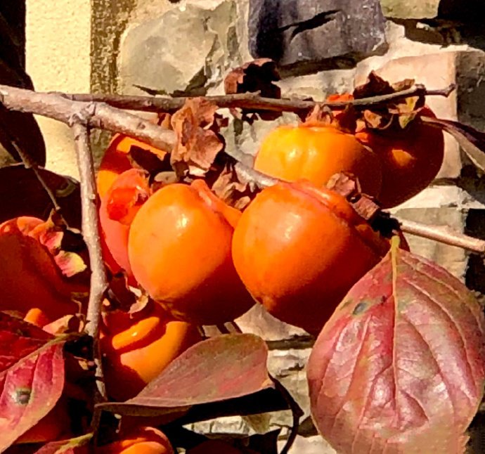 点击大图看下一张：一组美美的枝头柿子图片