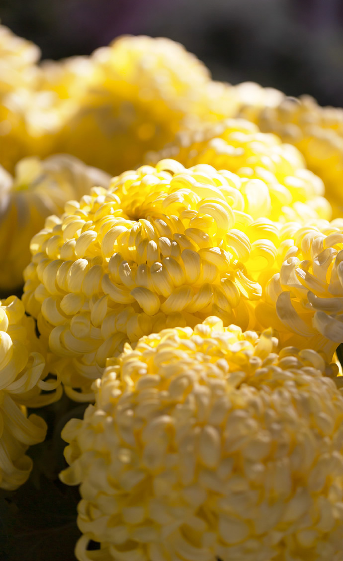 点击大图看下一张：一组富丽堂皇的金菊花图片