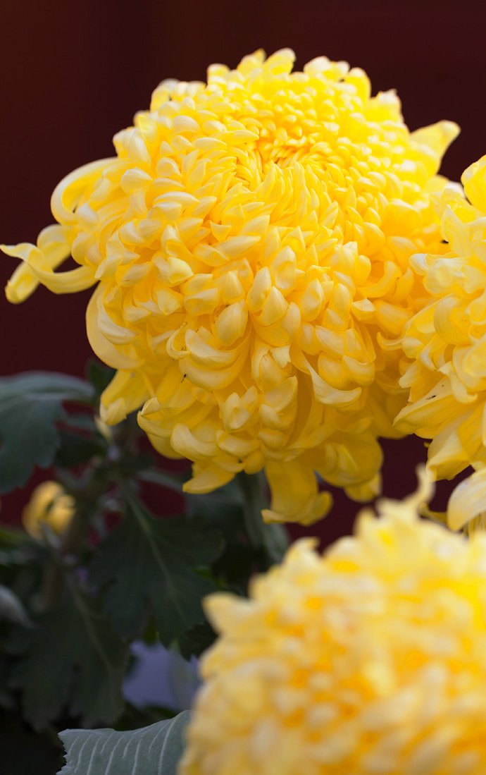 点击大图看下一张：一组富丽堂皇的金菊花图片