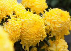 一组富丽堂皇的金菊花图片