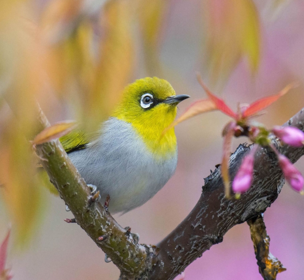 点击大图看下一张：冬樱花丛中的小鸟图片