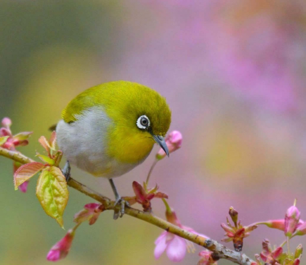 点击大图看下一张：冬樱花丛中的小鸟图片
