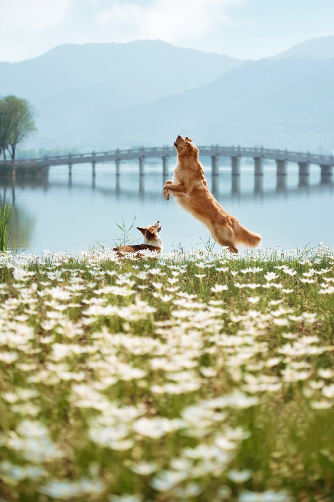 点击大图看下一张：一组飞奔跳跃的狗狗图片