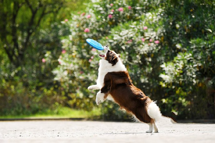 点击大图看下一张：一组飞奔跳跃的狗狗图片
