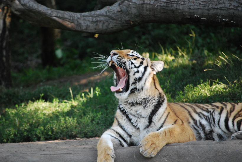点击大图看下一张：动物园里的老虎图片