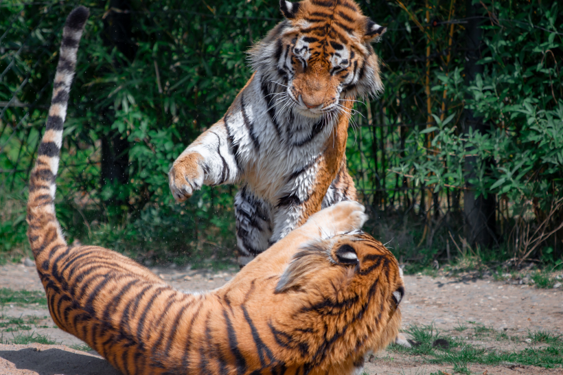 点击大图看下一张：一组凶猛的老虎图片