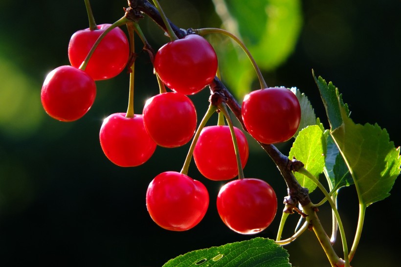 点击大图看下一张：一组晶莹美丽的红樱桃图片