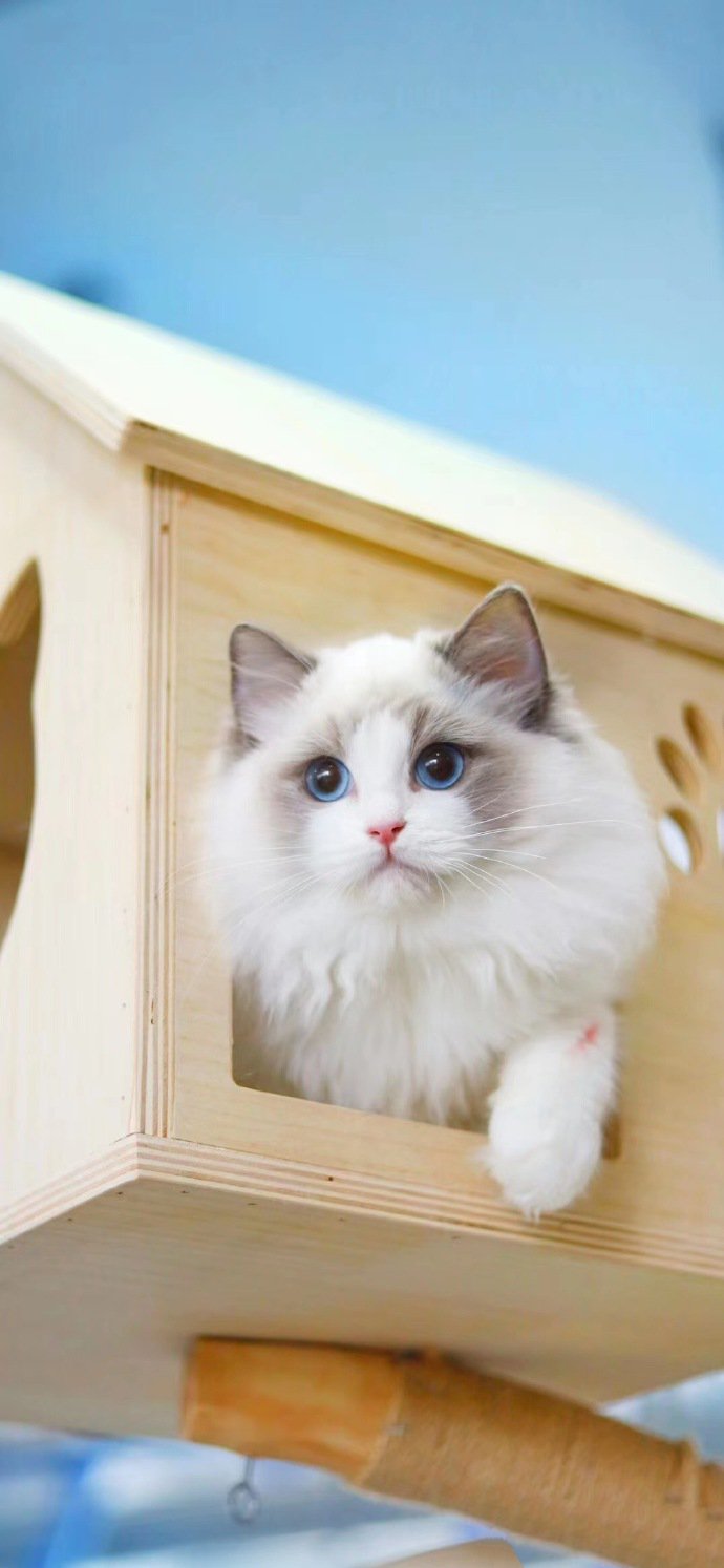 点击大图看下一张：一组毛茸茸的白色布偶猫图片