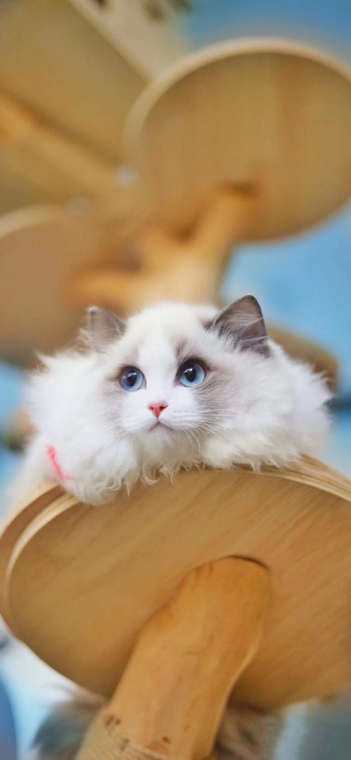 点击大图看下一张：一组毛茸茸的白色布偶猫图片