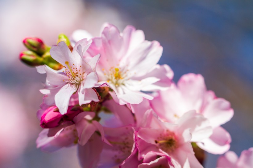 点击大图看下一张：粉嫩茂盛的樱花图片