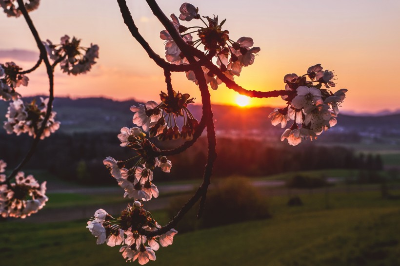 点击大图看下一张：粉嫩茂盛的樱花图片