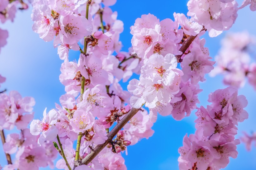 点击大图看下一张：鲜艳亮丽的樱花图片