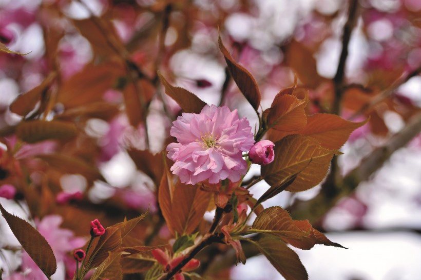 点击大图看下一张：鲜艳亮丽的樱花图片