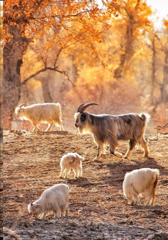 点击大图看下一张：一组秋天里的羊群图片