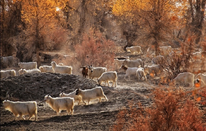 点击大图看下一张：一组秋天里的羊群图片